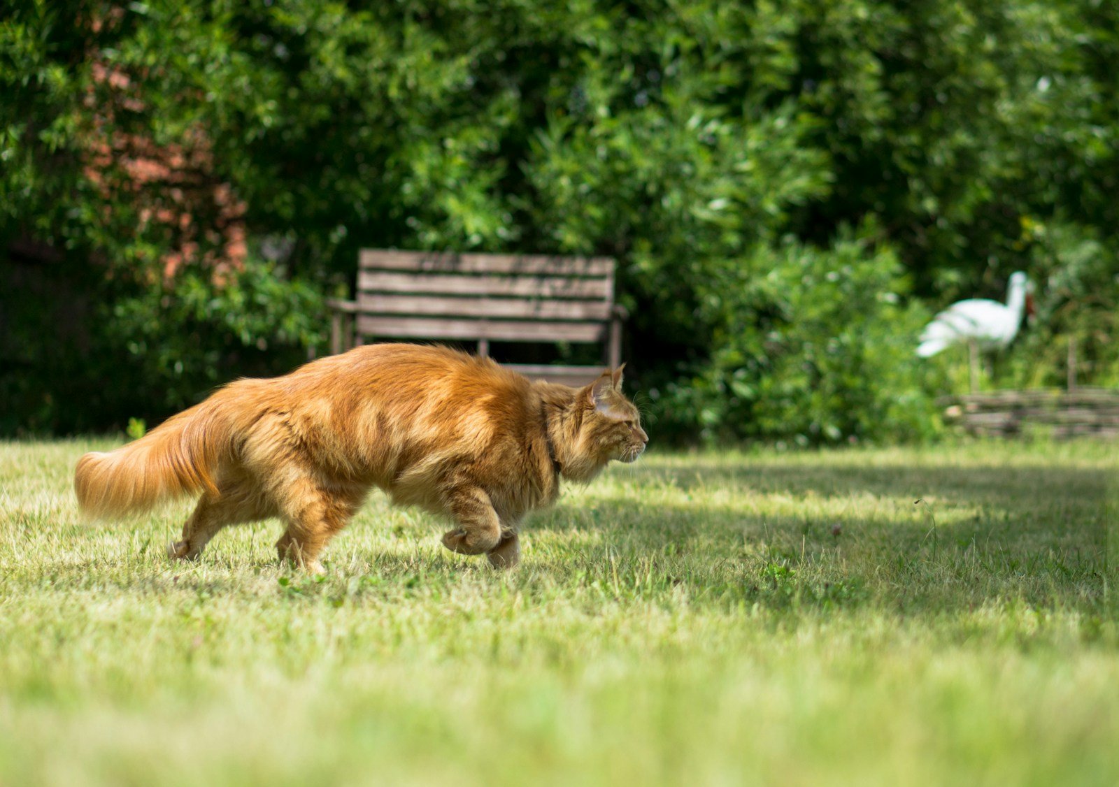Photo by Aleksei Zaitcev orange tabby cats help humans