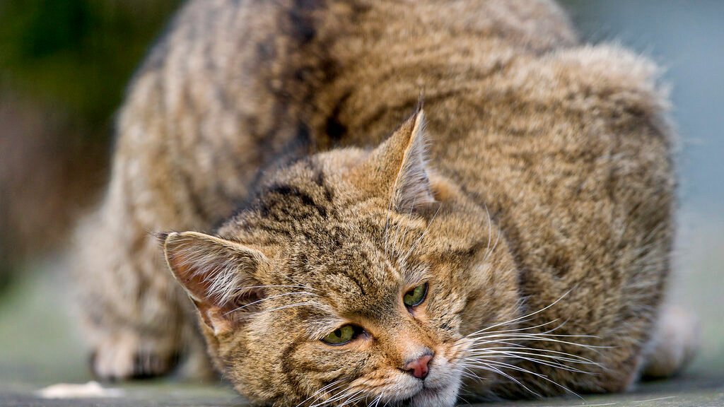 Wildcat resting on a wooden surface, its thick fur and alert eyes reflecting its untamed nature.