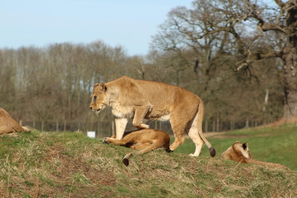 ecosystem: lioness with cub on hill during daytime