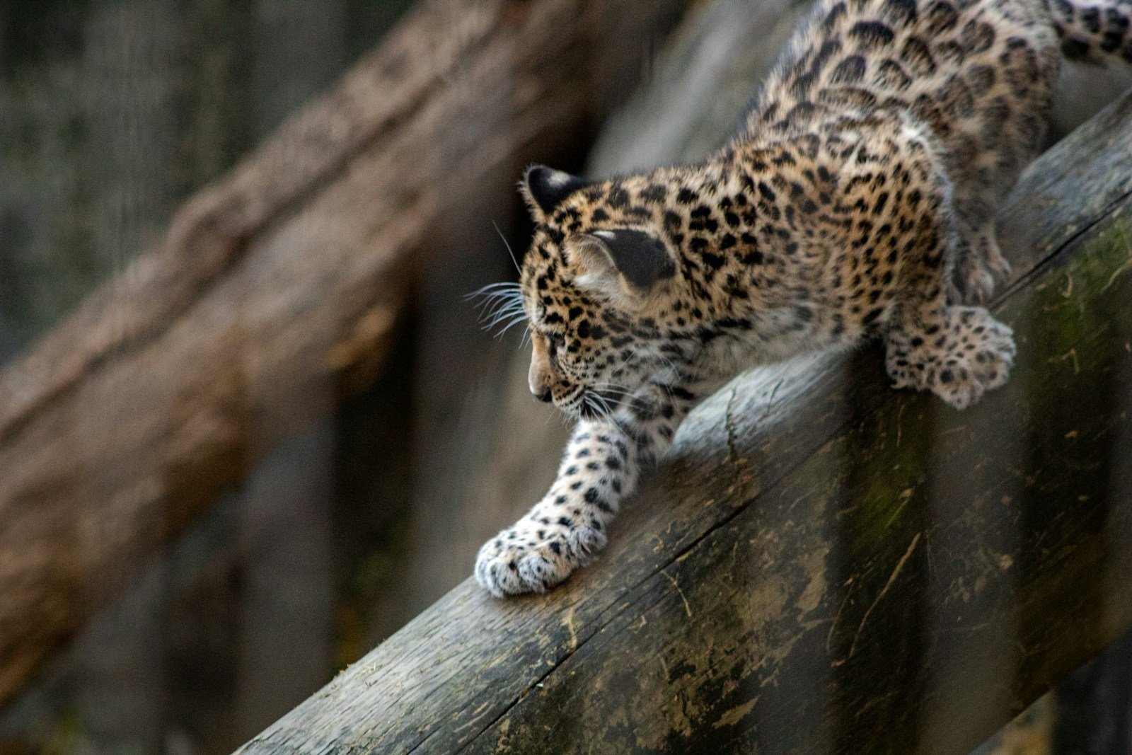 Photo by Joshua J. Cotten brown leopard cub hunting