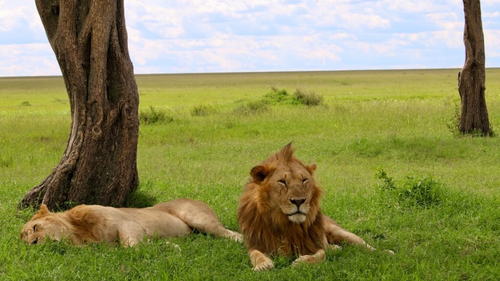 Urban expansion: a lion and a lioness laying in the grass