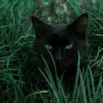 black cat hiding behind green grass from medieval europe