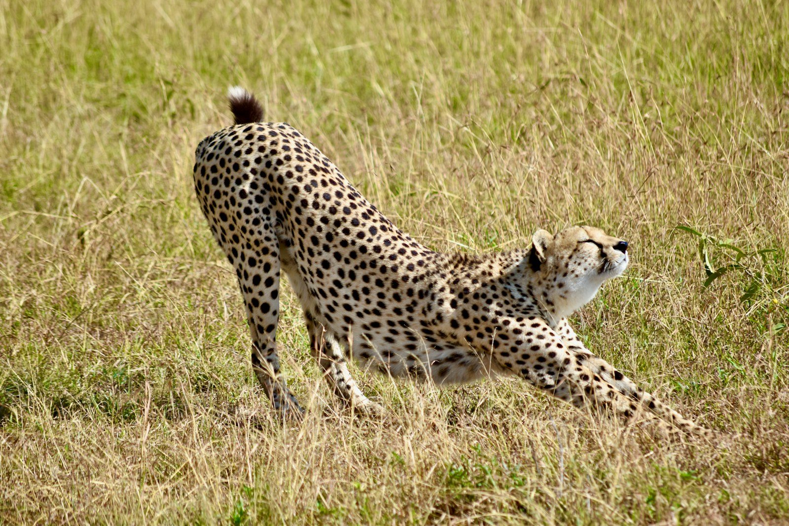 Photo by D.S. Chapman Big cat rescues: cheetah on brown grass field during daytime