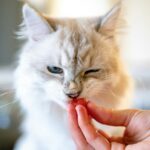 Fluffy white cat with blue eyes nibbling on food while giving a slow blink, a sign of affection and trust.