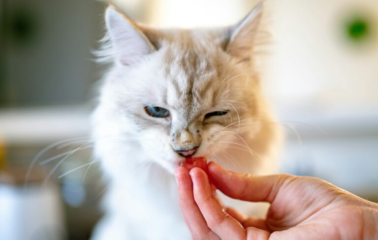 Fluffy white cat with blue eyes nibbling on food while giving a slow blink, a sign of affection and trust.