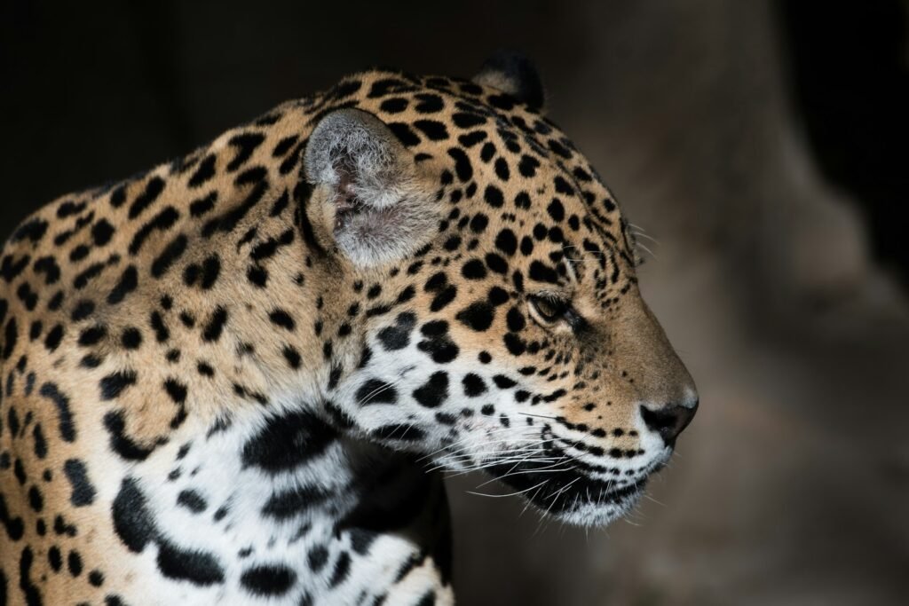 habitats: low light photography of leopard