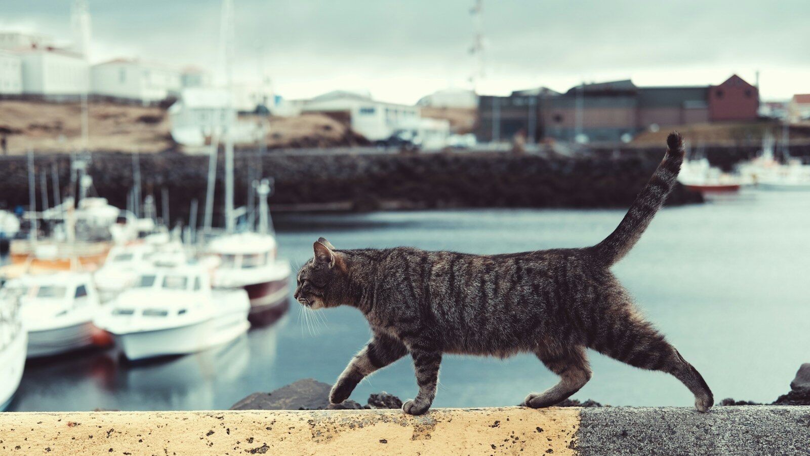 Tabby cat walking confidently along a waterfront barrier with its tail upright, boats and a harbor in the background. 