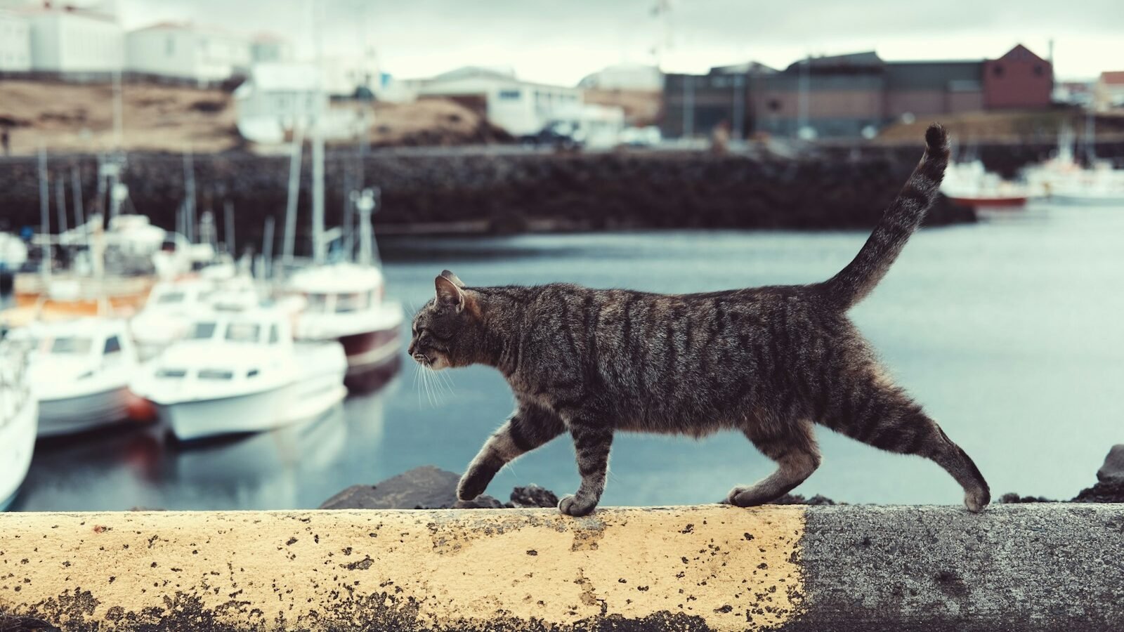 A tabby cat walking along a concrete wall near a harbor, with boats docked in the water and buildings in the background under a cloudy sky.