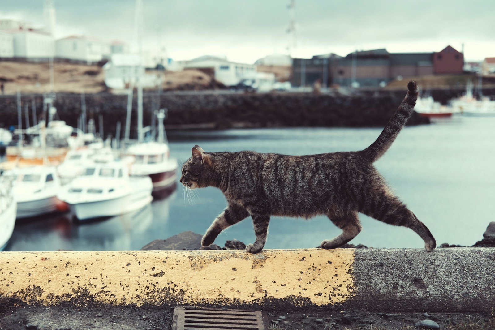 Photo by Ayla Meinberg tabby cats help humans