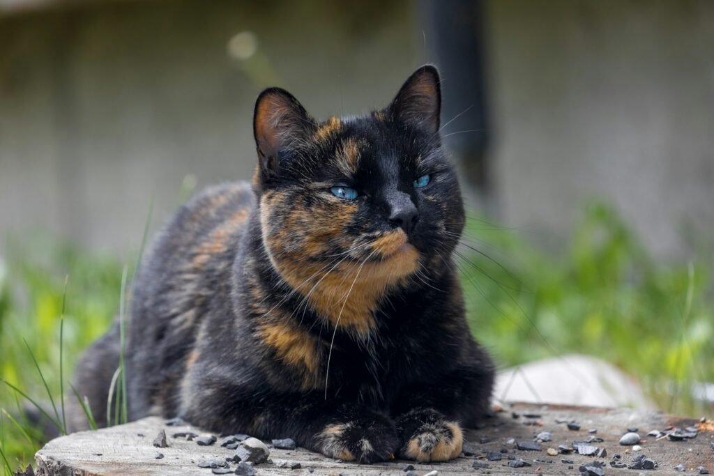 Human stress: black and brown cat lying on rock