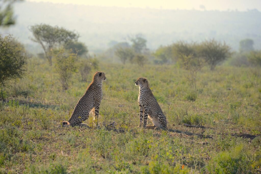 Urban expansion: two cheetahs sitting on green grass field