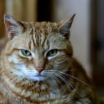 World records: Photo of a cat