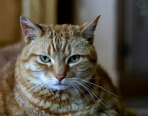 World records: Photo of a cat