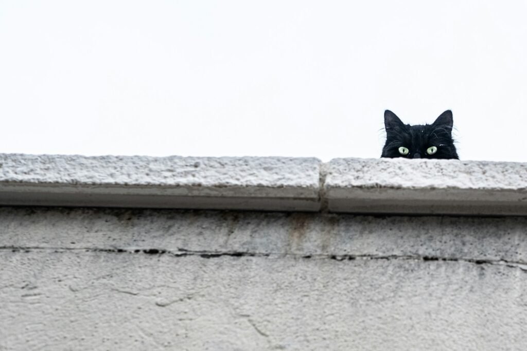 human: cat behind walls