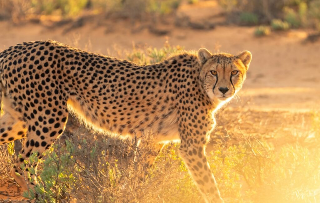 local communities: cheetah on grass field
