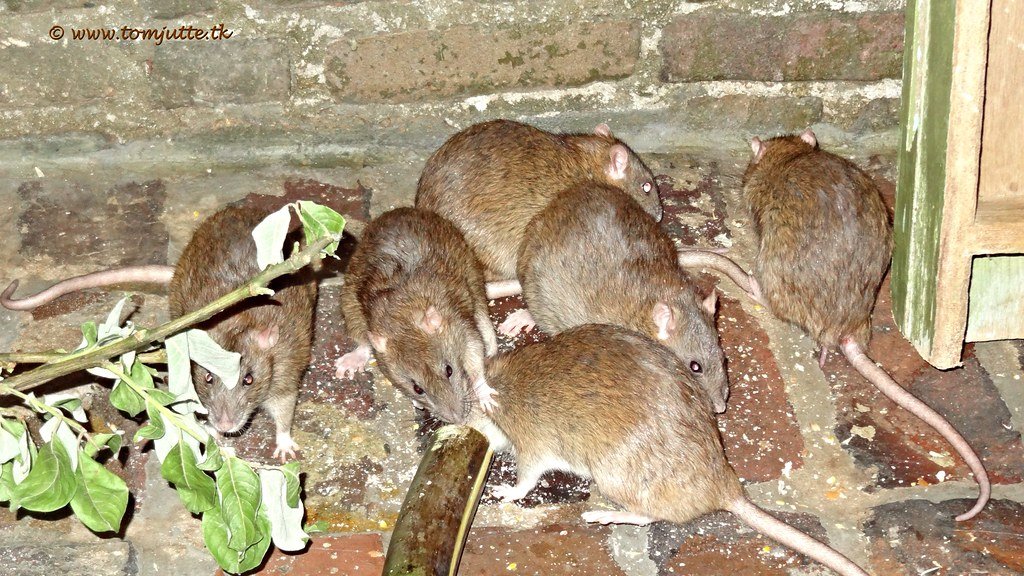 A group of brown rats gathered on the ground near a brick wall, scavenging for food.