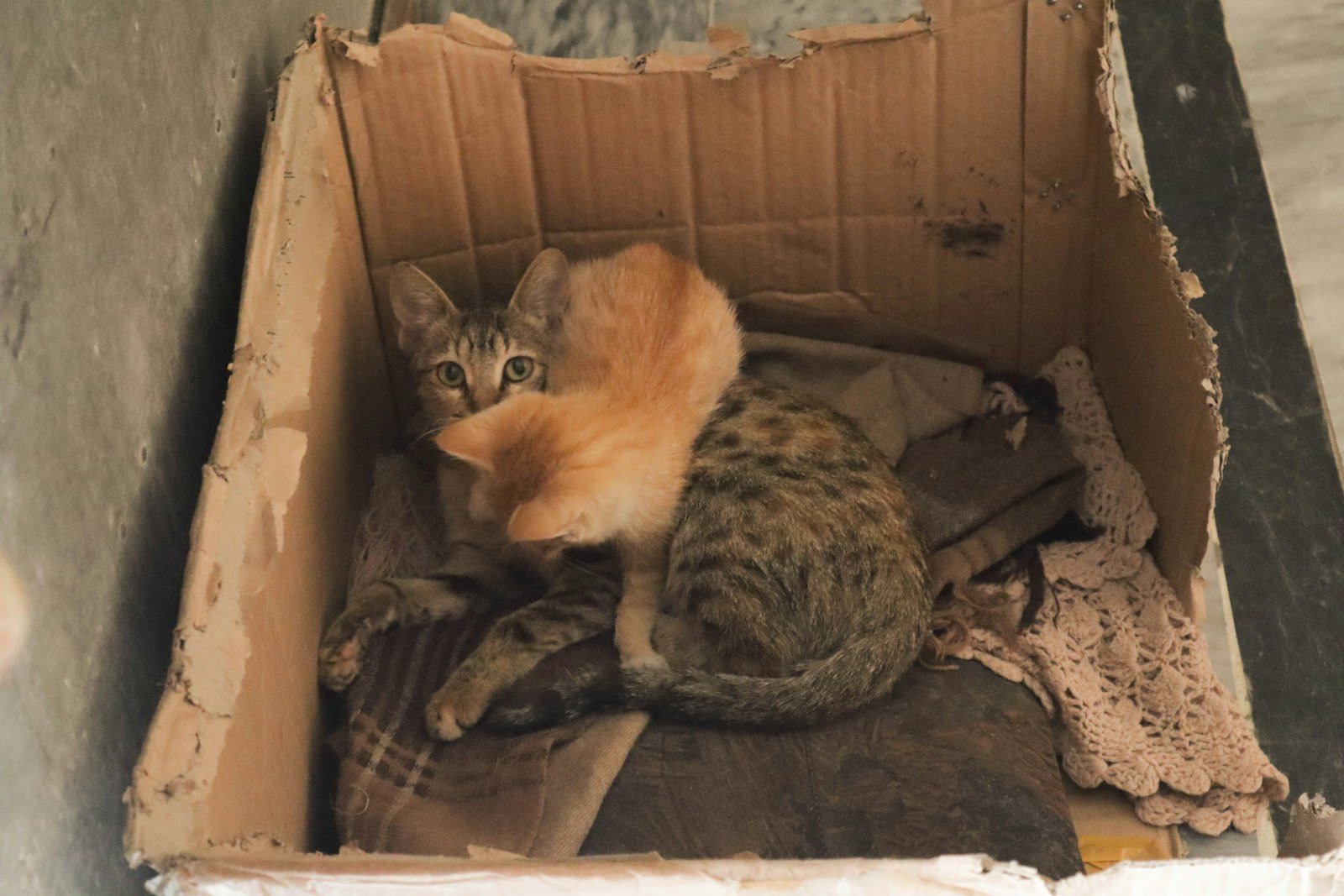 Photo by Mahwish Ahmar a cat is sitting in a cardboard box