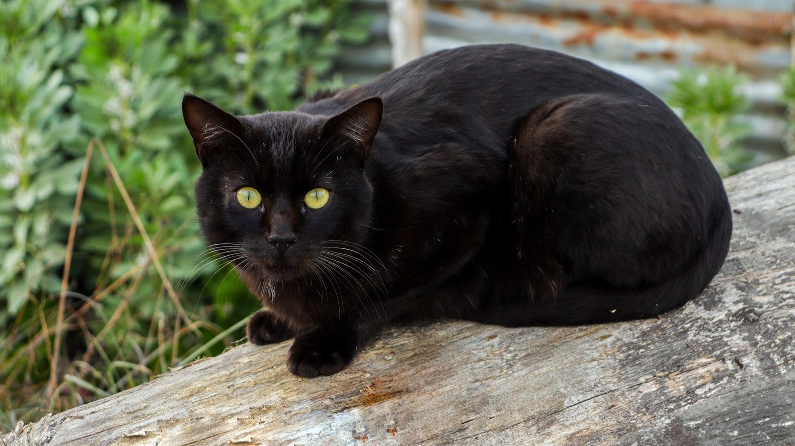 black cat on brown wooden log from medieval europe
