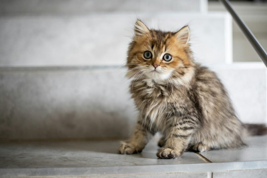 cat personality: brown and yellow coated cat