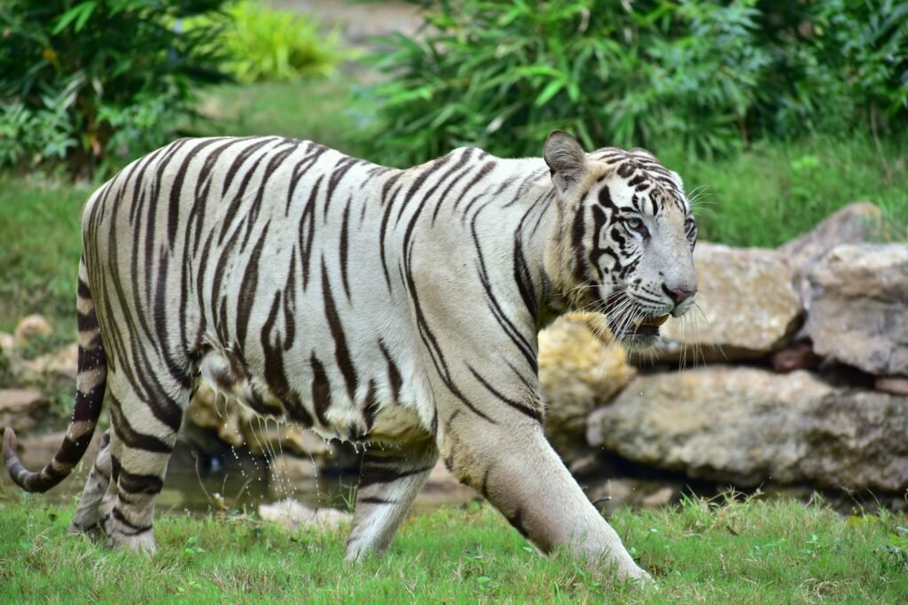 Tiger Not Phenomenon
