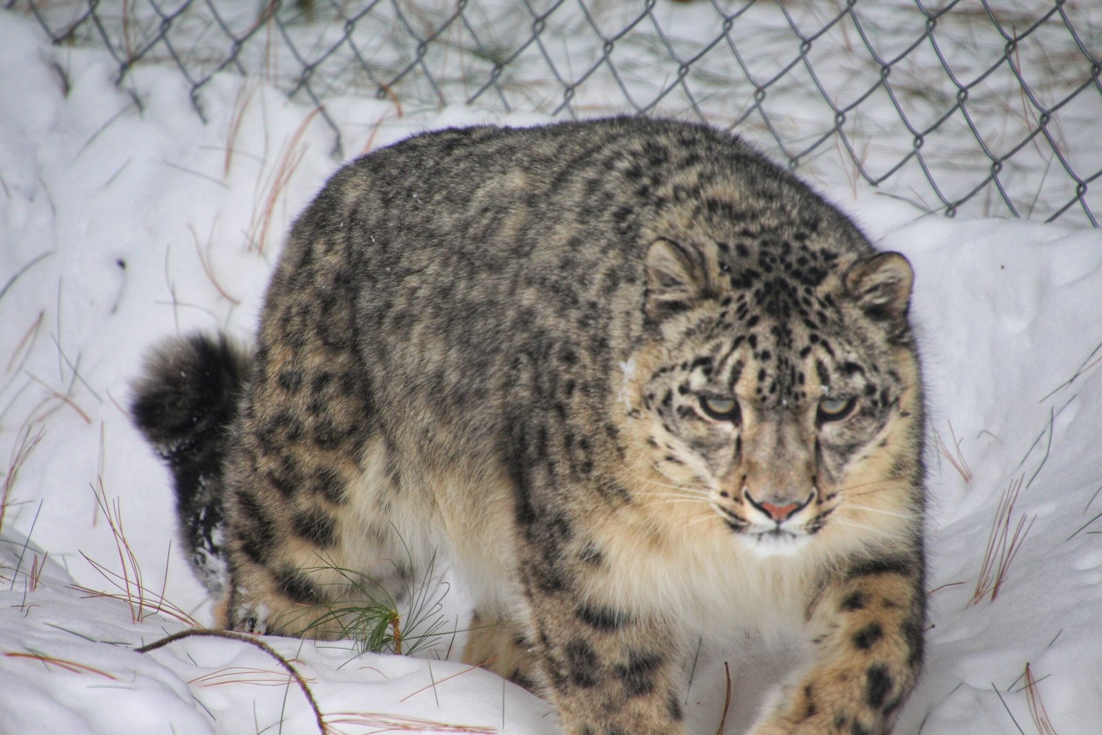 The Snow Leopard as a Symbol of Environmental Awareness
