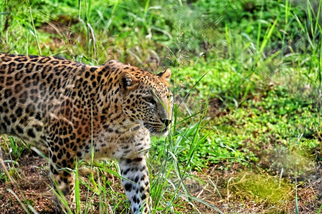 leopard on green grass during daytime
