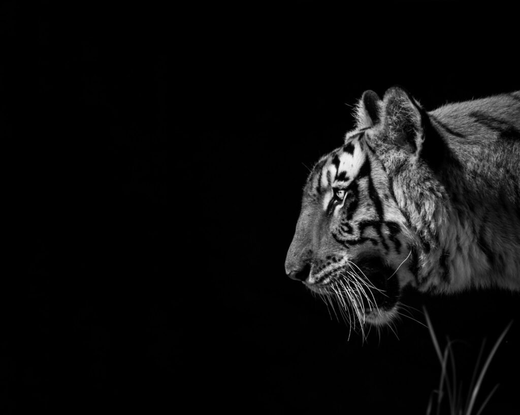 cat documentaries: a black and white photo of a tiger in the dark