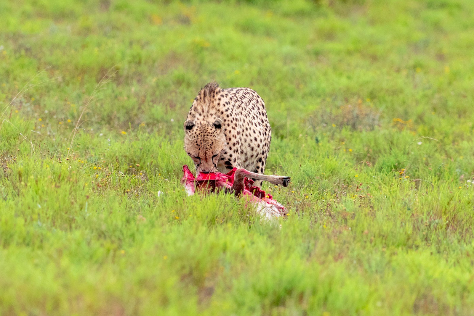 Photo by Matthias Wesselmann a cheetah walking through a field with a dead animal after hunting