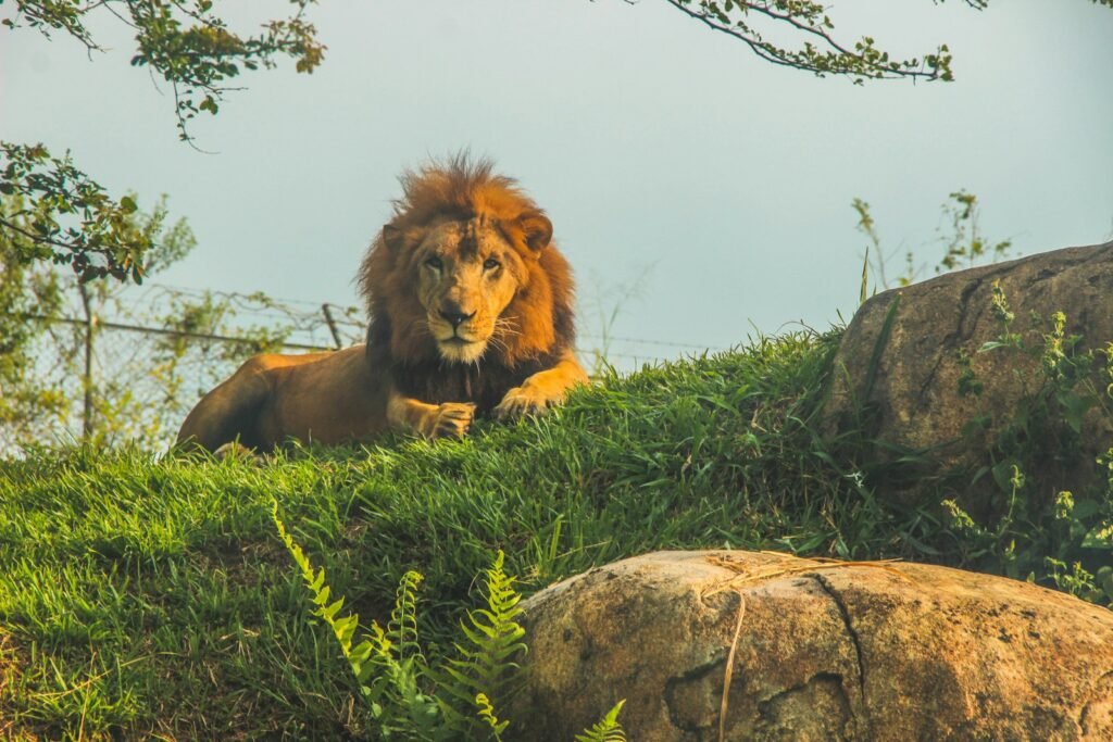 cat hybrid: lion sitting on grass