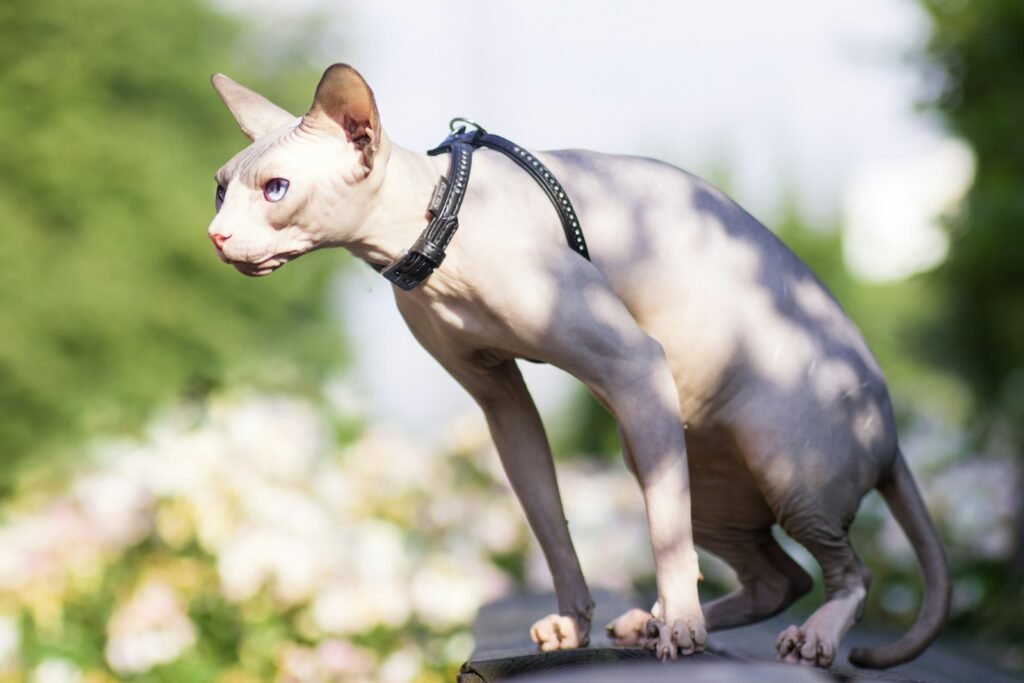 hairless cats: white short coated dog on brown wooden table