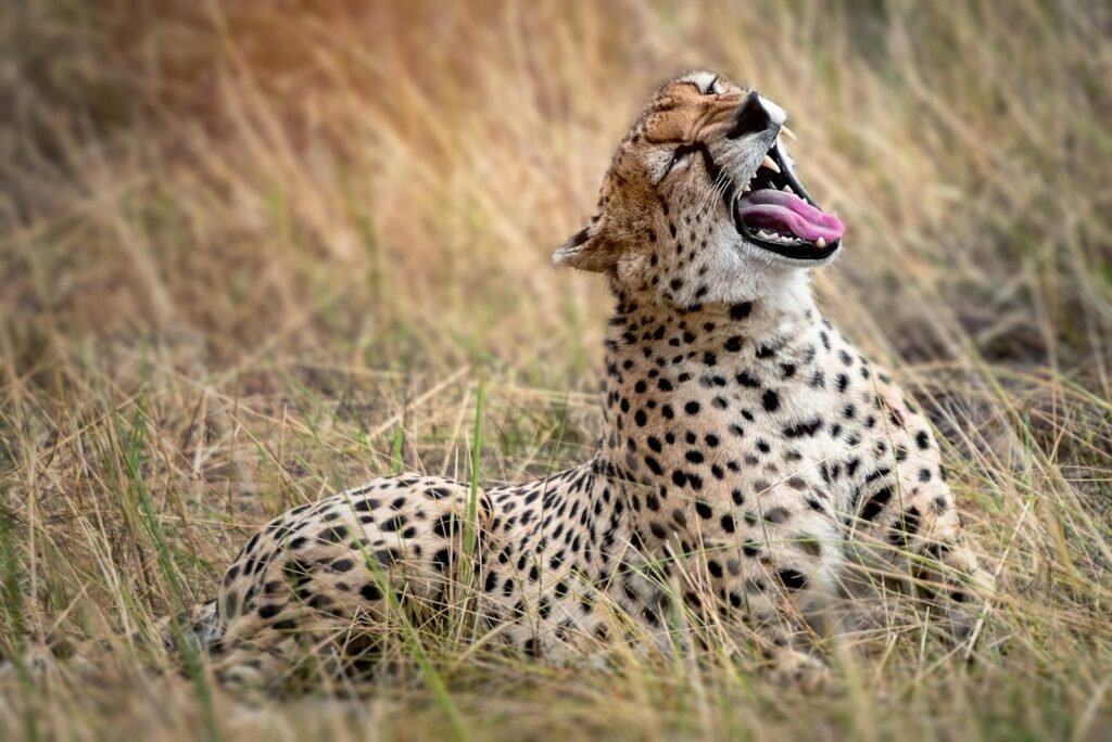 Saber toothed cat: cheetah resting on grasses