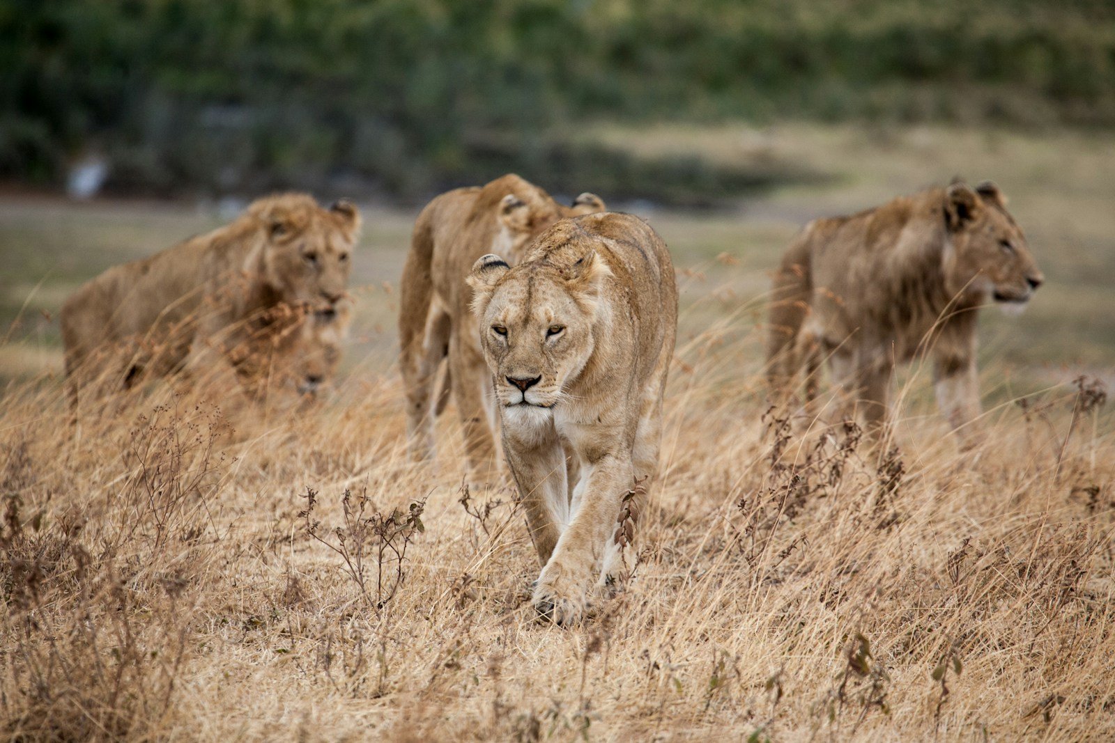 Photo by Jeff Lemond Big cat photography: pride of lion walking on dried grass
