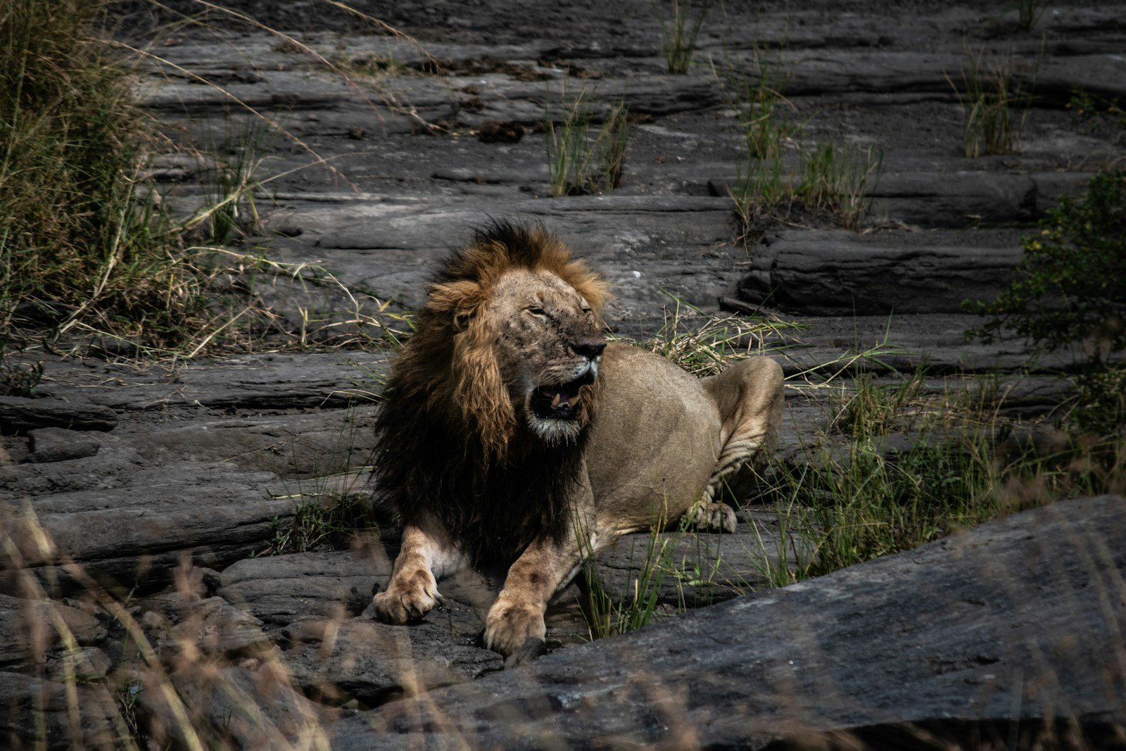 Photo by Carlos Torres Lions Roar: adult lion lying on rock