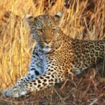 Conservation movements: Leopard