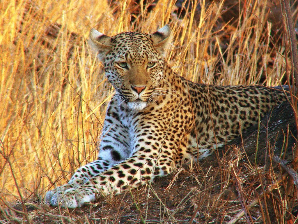 Conservation movements: Leopard
