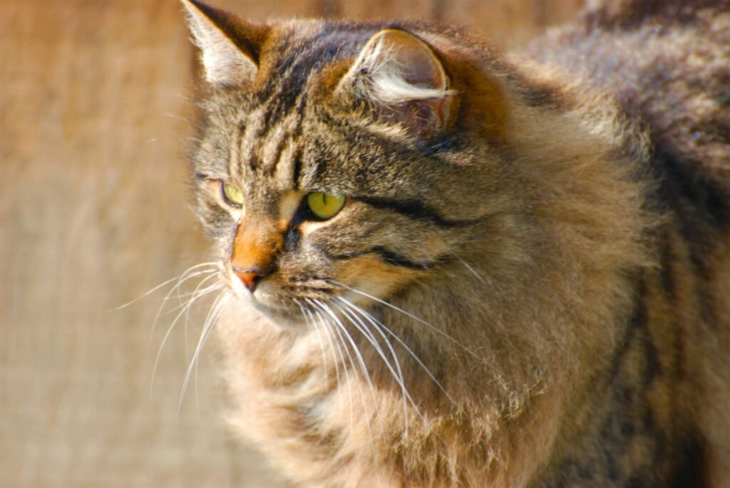 shy or nervous cat : a close up of a cat on a wooden surface
