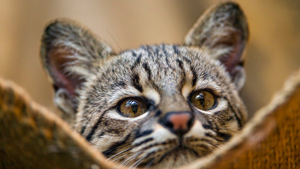 : A close-up of a Geoffroy's cat with striking golden eyes and a sleek, spotted coat.
