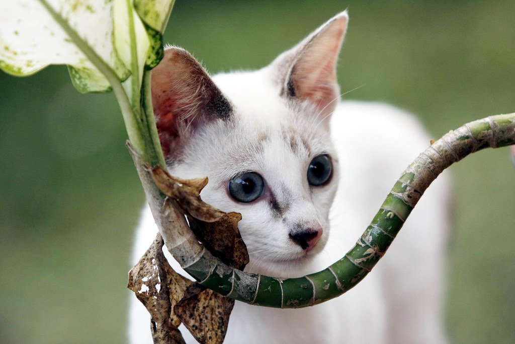 Domestic Cat Domestic cat: white cat