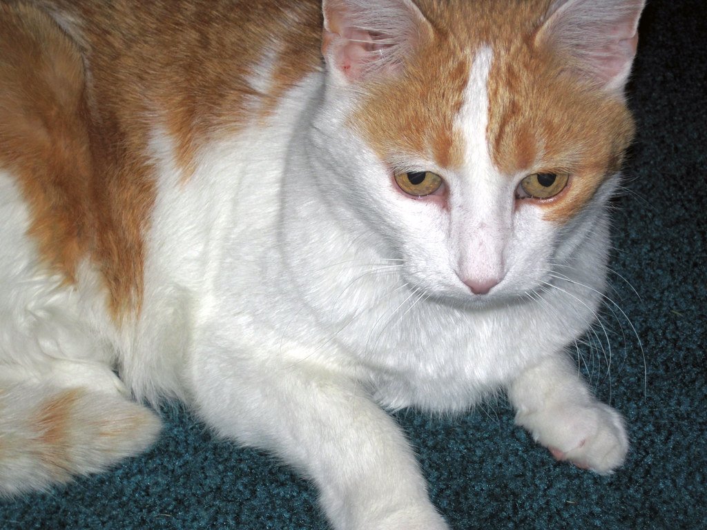 Felis catus (domestic cat) (Newark, Ohio, USA) white and brown cat