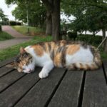 cat sleep