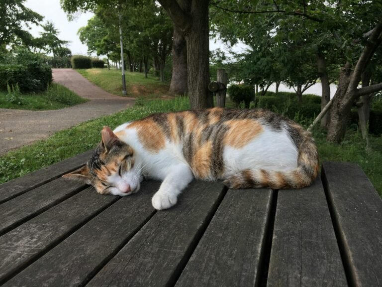 cat sleep