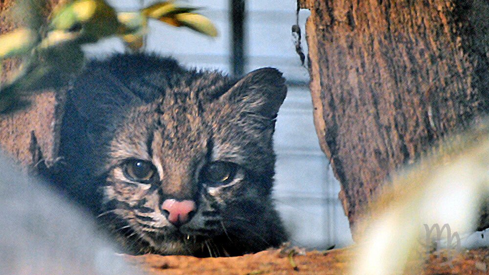 An Oncilla peeking through tree branches, its wide eyes focused and alert.