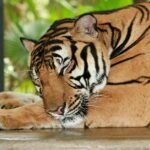 big cat