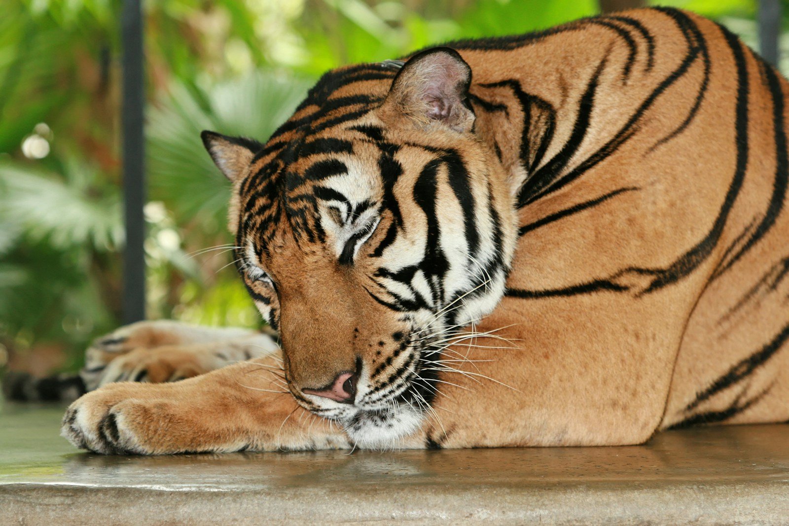 big cat
