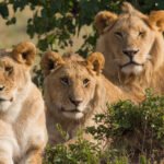 Rewilding: Photography of three lions