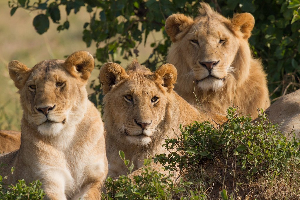 Lions Family Portrait Rewilding: Photography of three lions