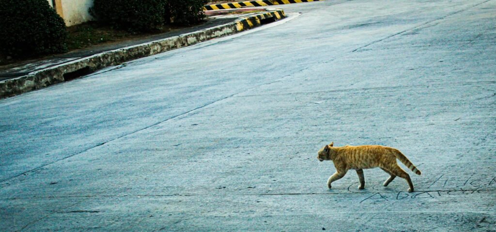 hunting behavior: a cat walking across a street in the middle of the day