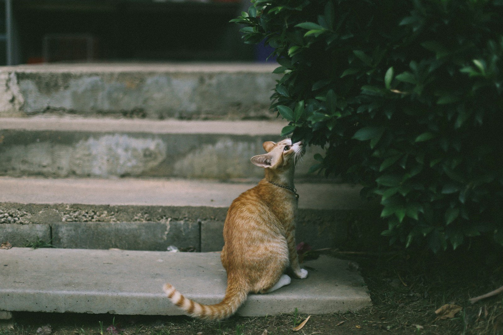 Photo by nattarin kraiwachirasit Cat scent: brown cat