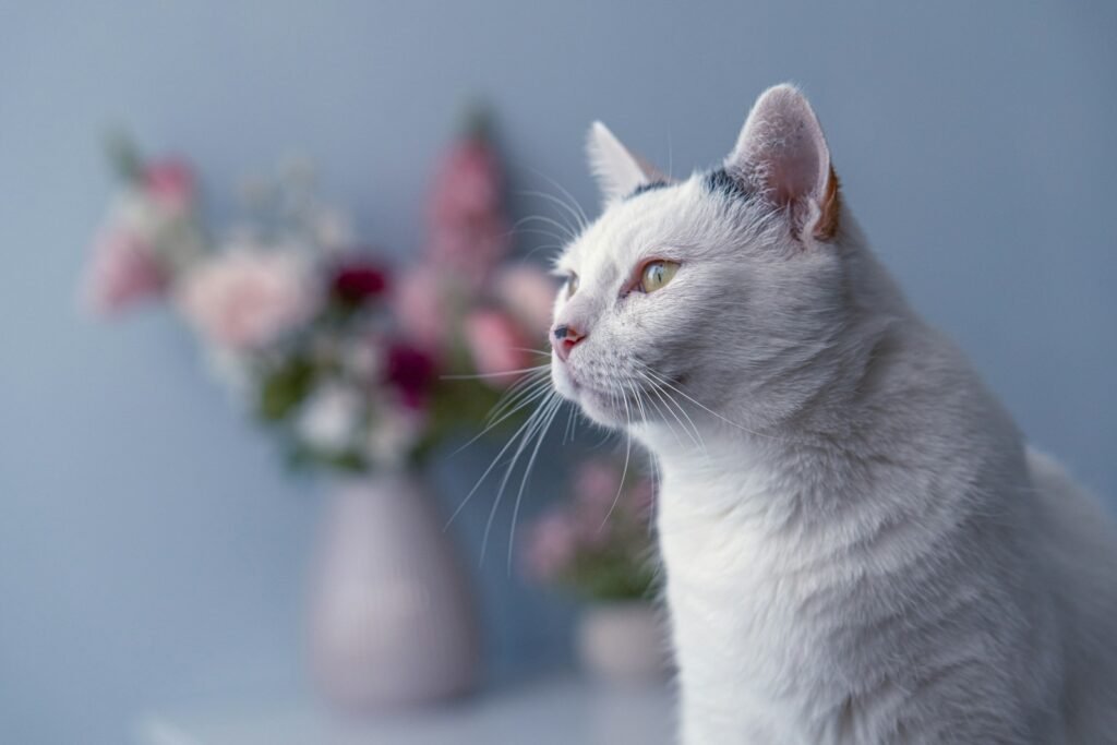 Cat warmth: a cat looking at a vase of flowers