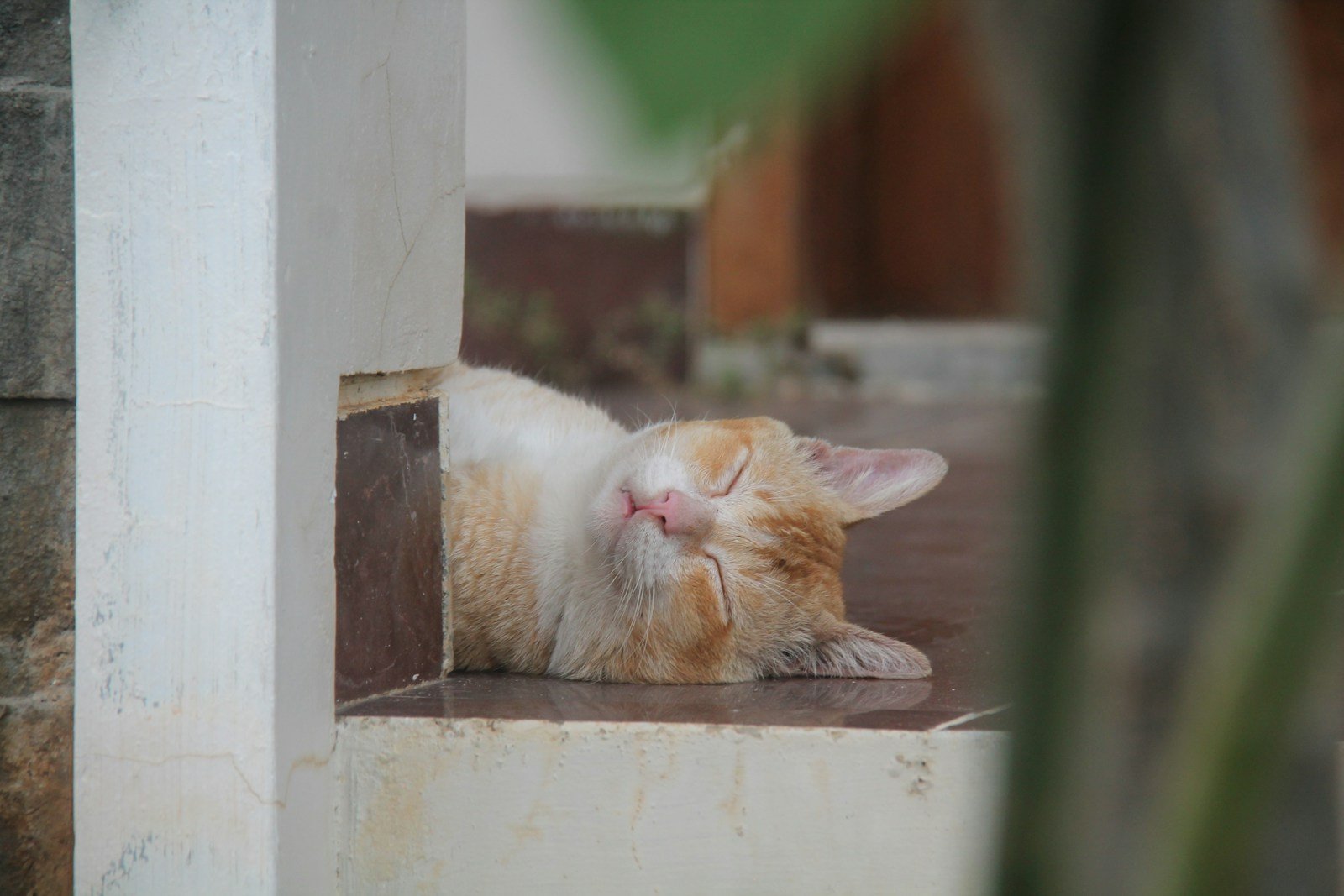 Photo by Kayra Siddik An orange and white cat napping on the ground
